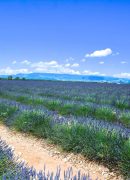 panorama-of-purple-lavender-fields-with-blue-sky-i-2026-01-09-13-07-10-utc-scaled.jpg