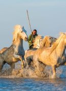 white-horses-running-through-water-the-camargue-2026-01-09-08-41-44-utc-scaled.jpg